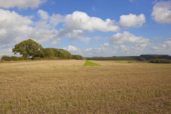 Stubble field and oak trees — Stock Photo, Image