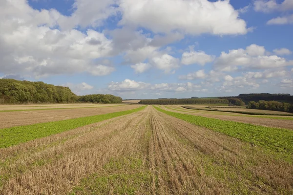 Paysage de récolte d'automne — Photo