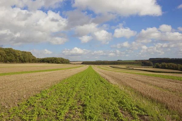 Höstens jordbruksmark — Stockfoto