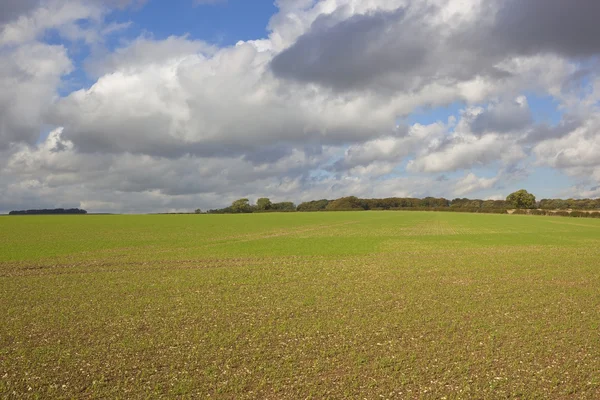 Agriculture d'automne — Photo