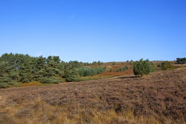 Farndale moorland landscape — Stock Photo, Image