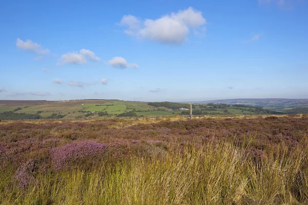 Heather and standing stone — Stock Photo, Image