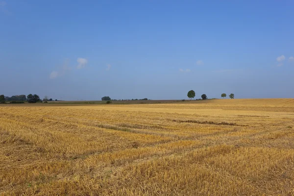 Золота стерня під блакитним небом — стокове фото