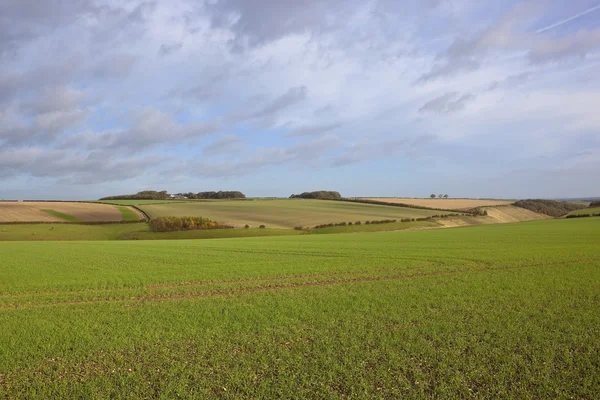 Campo de trigo do Outono — Fotografia de Stock