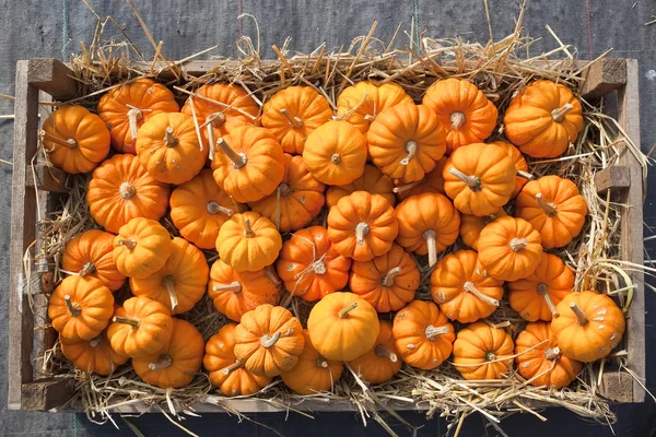 Minature pumpkins — Stock Photo, Image