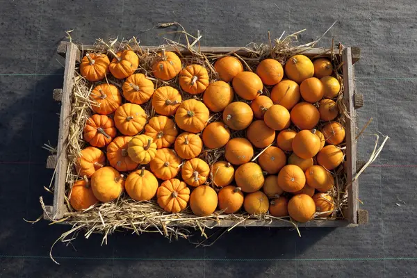 Box of pumpkins and squashes — Stock Photo, Image