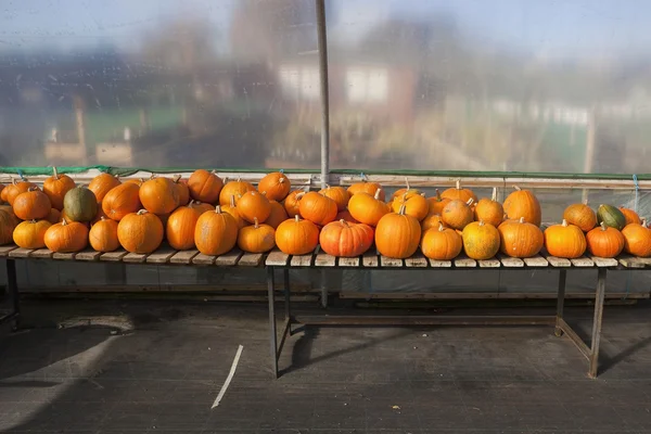 Ripe pumpkins and squashes — Stock Photo, Image