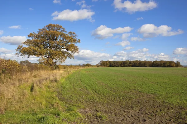 Осенний дуб и поля — стоковое фото