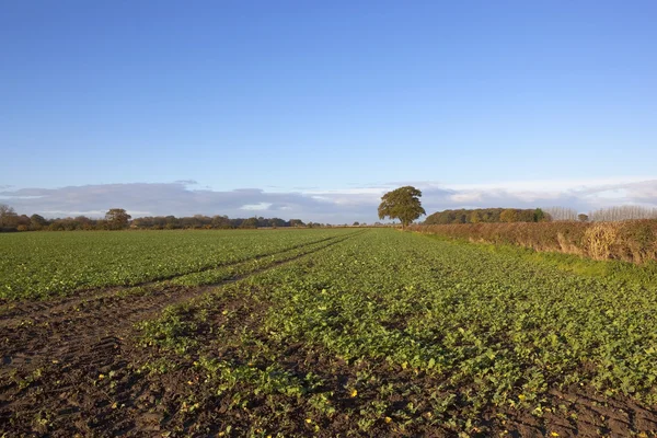 Otoño arable paisaje — Foto de Stock