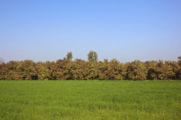 Pole pszenicy i sad guawa — Zdjęcie stockowe