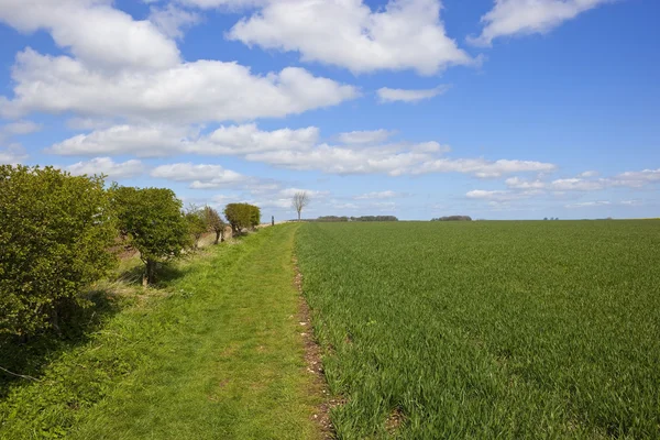 The wolds way long distance footpath in springtime — Stock Photo, Image