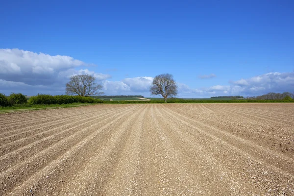 Springtime potato field — Stock Photo, Image