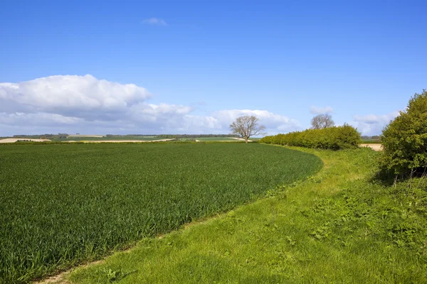 Agrarlandschaft im Frühling — Stockfoto
