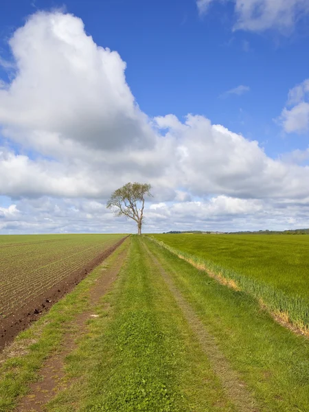 Agricultural farm track with ash tree — Stock Photo, Image