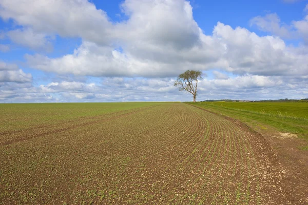 Newly planted springtime pea field — Stock Photo, Image