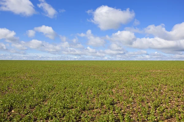 Bean field in springtime — Stock Photo, Image