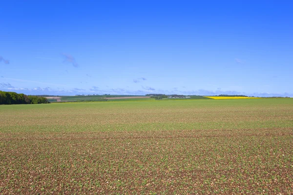 Yorkshire wolds pea field — Stock Photo, Image