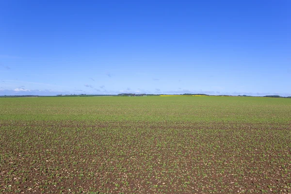 Springtime pea field — Stock Photo, Image