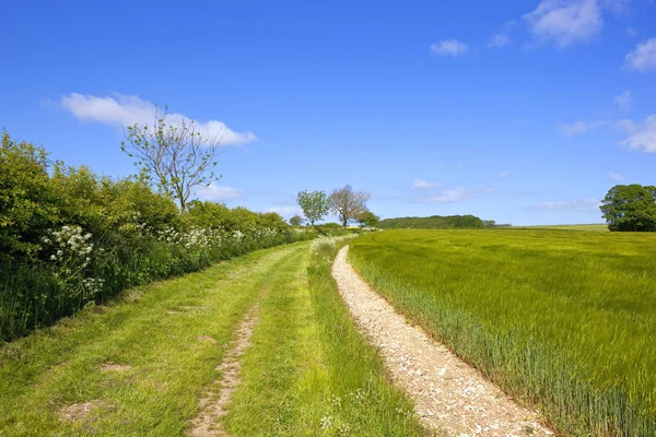 Met gras begroeide yorkshire wolds voetpad — Stockfoto