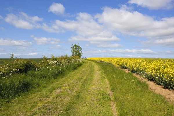 Yorkshire wolds bridleway — Stock Photo, Image