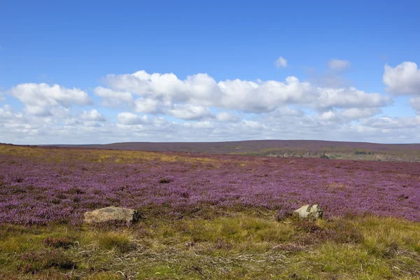 Bruyère fleurie landes — Photo