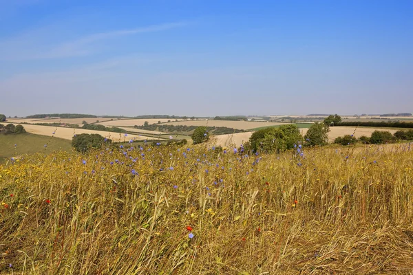 Paisagem de flores silvestres — Fotografia de Stock