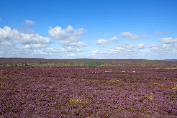 Lila blommande Ljung moorland — Stockfoto