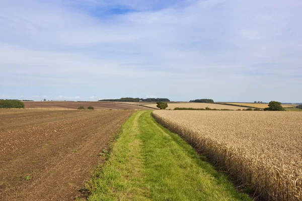 Met gras begroeide boerderij bijhouden met tarweveld — Stockfoto