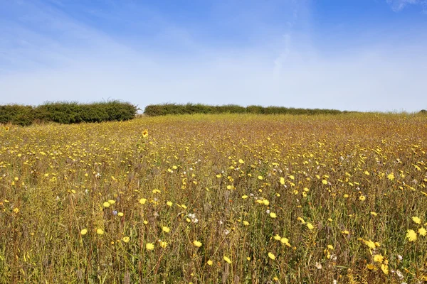 Campo de flores silvestres — Foto de Stock