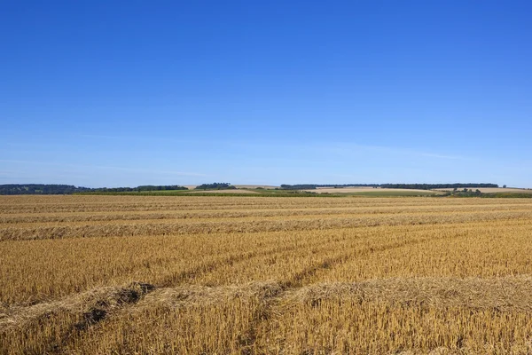 Goldene Landschaft — Stockfoto