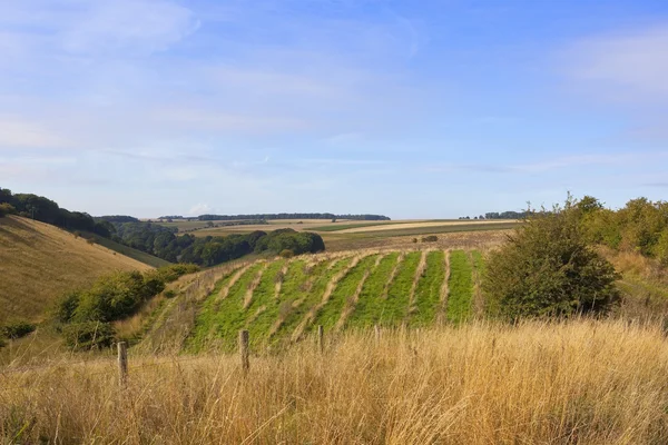 Yorkshire wolds campo — Fotografia de Stock