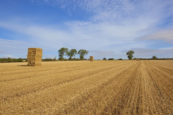 Golden straw stacks — Stock Photo, Image