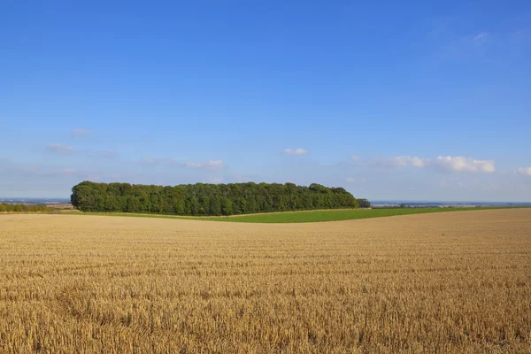 Un pequeño bosque junto a un campo de trigo cosechado — Foto de Stock