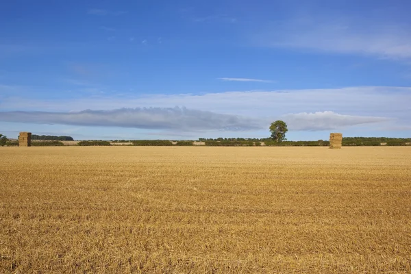 Golden stubble field — Stock Photo, Image