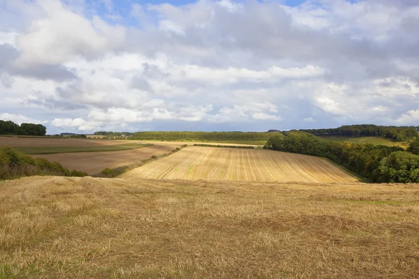 Harvest vista — Stock fotografie