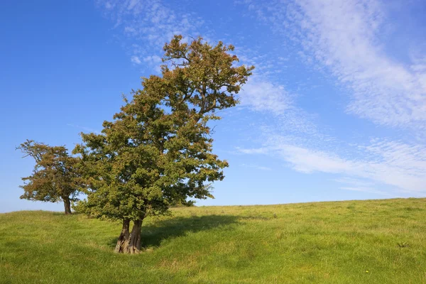 Hawthorn tree Royalty Free Stock Photos