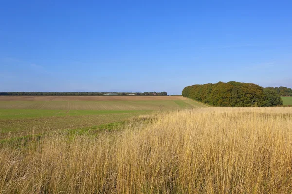 Torrt gräs och små skogsmark i höst — Stockfoto