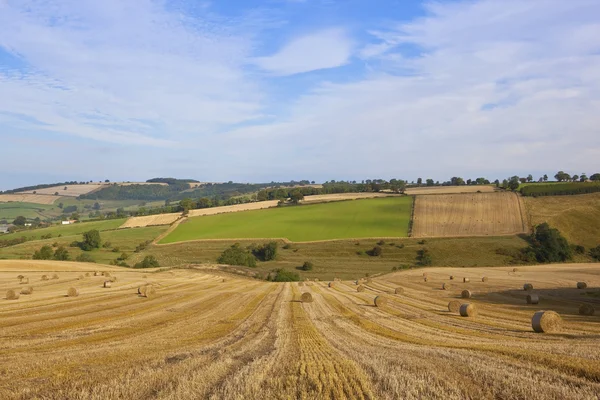 Paysage des récoltes — Photo