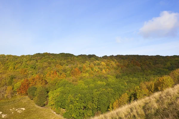 Bunter Wald im Herbst — Stockfoto