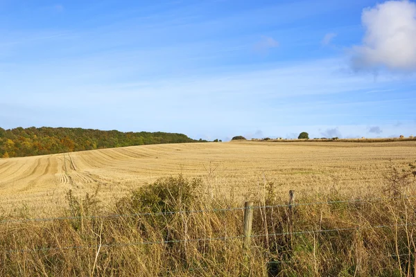 Erntezeit im Herbst — Stockfoto