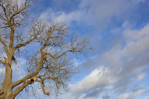 Winter ash tree — Stock Photo, Image