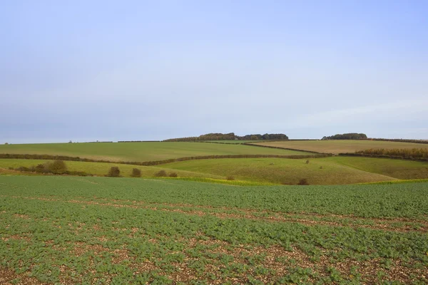 Jonge canola gebied met weilanden — Stockfoto