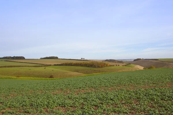 Campo panoramico di colza — Foto Stock