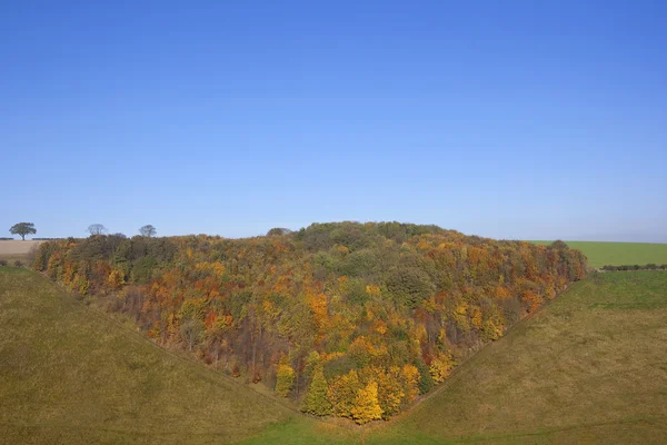 Colorido bosque otoñal — Foto de Stock