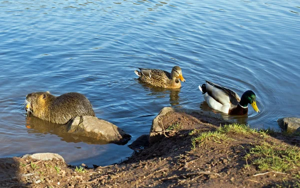 Nutrie (nutrie) a kachny — Stock fotografie