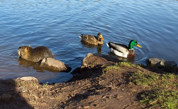 Coypu (nutria) e anatre — Foto Stock