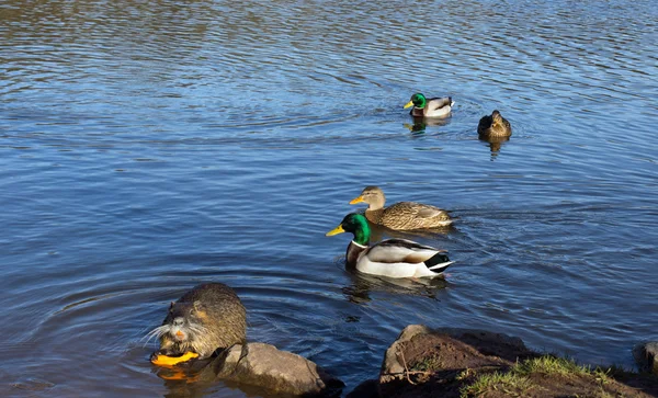 Nutrie (nutrie) a kachny — Stock fotografie