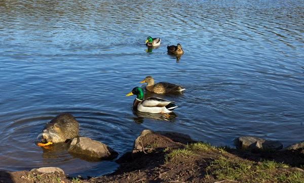 Coypu (nutria) and ducks — Stock Photo, Image