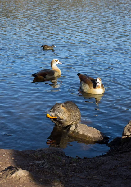 Coypu (nutria), canards et oies d'Égypte — Photo