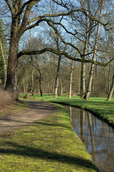 Un sentiero e un ruscello in una foresta — Foto Stock